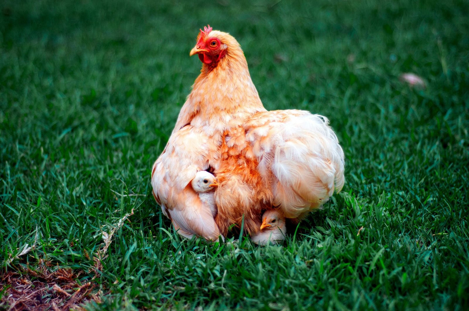 A chicken sitting on top of a lush green field