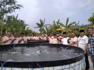Budidaya Ikan Nila Kini Tak Lagi Merepotkan Berkat Sistem Glontor Kilang Tilapia Jaya