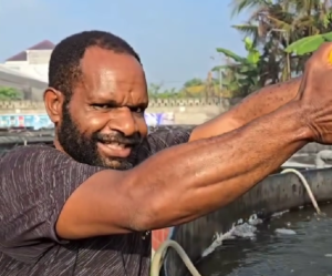 Proyek Kolam Red Tilapia di Timika Papua, Bagaimana Hasilnya?