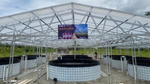 Kolam Bulat Tjap Iwak Jumbo Dukung Ketahanan Pangan Papua dengan Budidaya Red Tilapia Timika